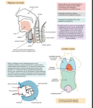 Încarcă imaginea în vizualizatorul Galerie, Biologia cu ilustrații