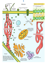 Încarcă imaginea în vizualizatorul Galerie, Biologia cu ilustrații