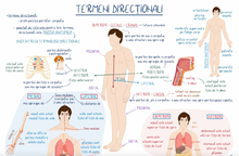 Încarcă imaginea în vizualizatorul Galerie, Planșe cu ilustrații BARRON'S
