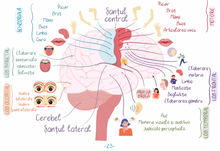 Încarcă imaginea în vizualizatorul Galerie, Planșe cu ilustrații BARRON'S